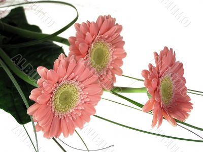 Pink gerbera isolated on white