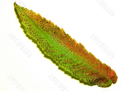 fall leaf over white