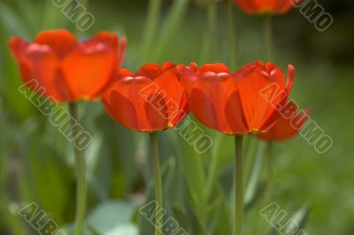 Red tulips