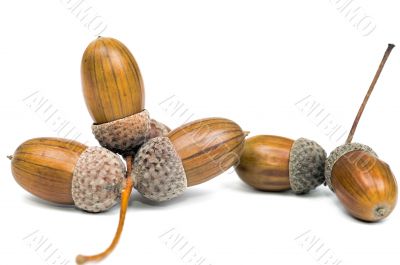 Acorn over white