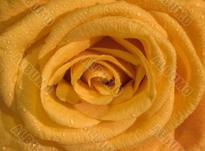 Close up of orange rose