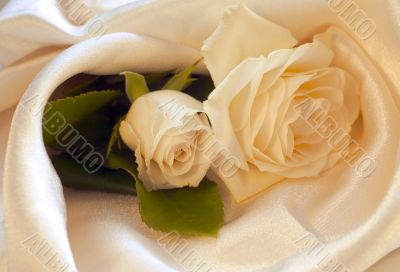 White  rose