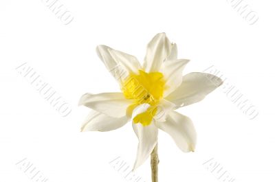 Beautiful spring flower narcissus isolated