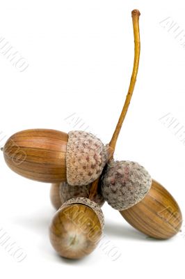 Acorn over white
