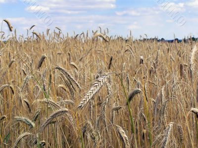 ripe golden barley stalk