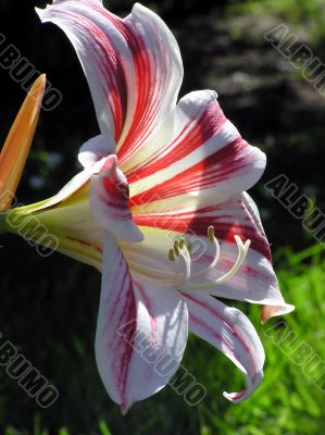 Lilly