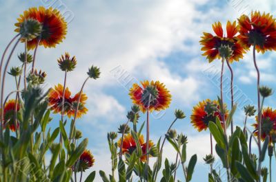 Orange gerbera on blue sky background