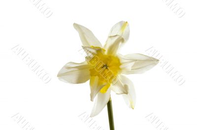 Beautiful spring flower narcissus isolated