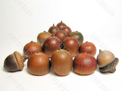 Acorn over white