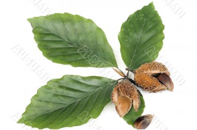  beechen  leafs over white