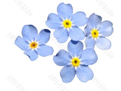 Forget-me-not isolated