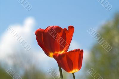 Red tulips on sky background