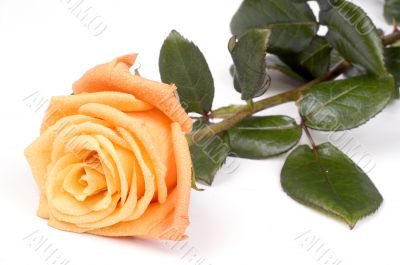 Close up of orange rose isolated