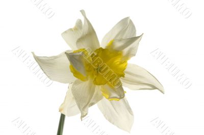 Beautiful spring flower narcissus isolated