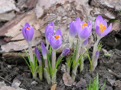 Crocus, spring flower