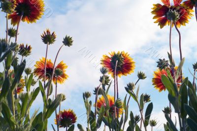 Fresh orange daisy on sky background