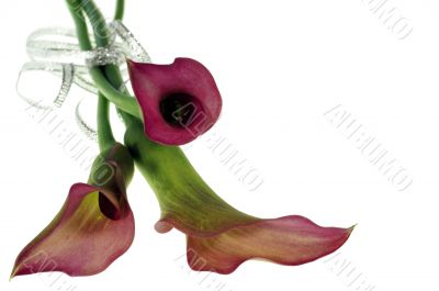 Red flower with silver ribbon isolated