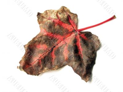 fall leaf over white