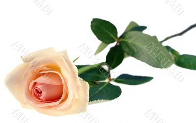 Pink rose isolated on white