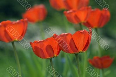 Red tulips