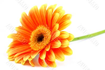 Orange gerbera isolated on white