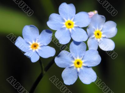 Forget-me-not blue flower