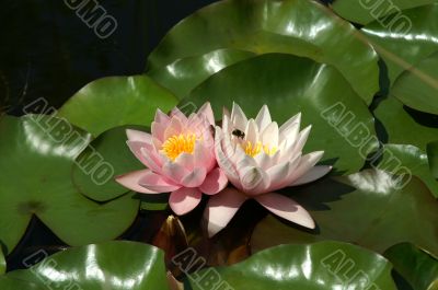 Pink water lilly on leafs