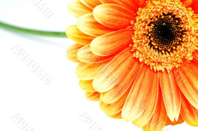 Orange gerbera isolated on white