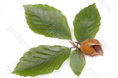  beechen  leafs over white