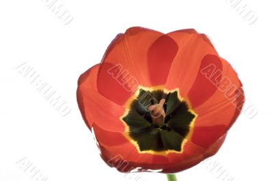 Red tulips isolated