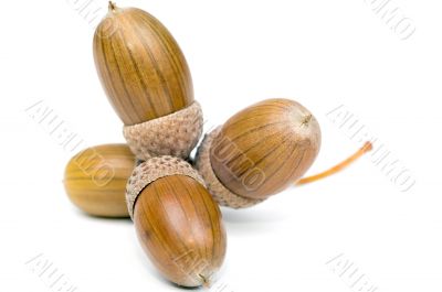 Acorn over white
