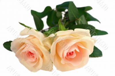 Pink rose isolated on white