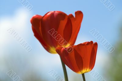 Red tulips on sky background
