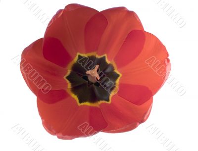 Red tulips isolated