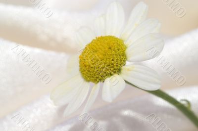 Close up of camomille on silk background