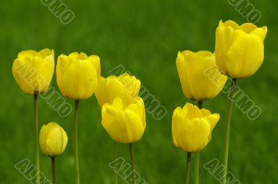 Yellow tulips in spring garden.