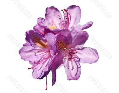 Beautiful spring flower rhododendron isolated