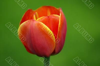 Close-up of beautiful tulip on green background