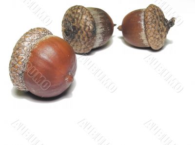 Acorn over white
