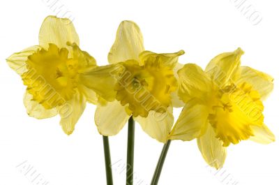 Beautiful spring flowers daffodils isolated