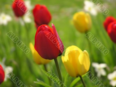 Tulips in spring garden