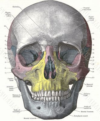 Dissection of the human head