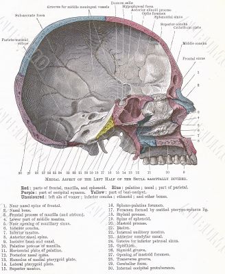 Dissection of the human head