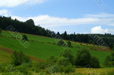 Mountain Meadow