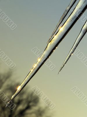Icicle