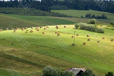 Meadow