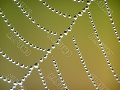 Cobweb