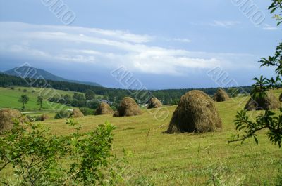 Harvest in mountain