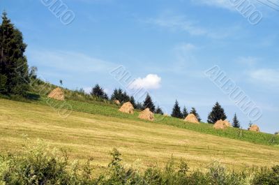 Meadows