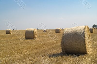 Bale